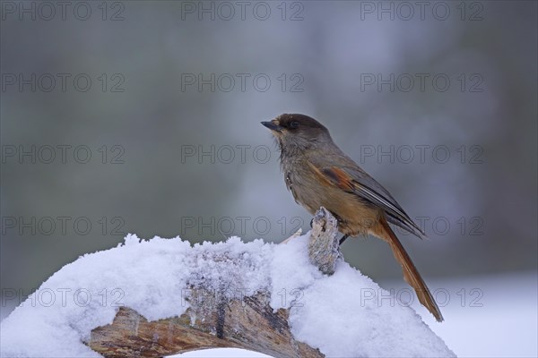 Siberian Jay (Perisoreus infaustus)