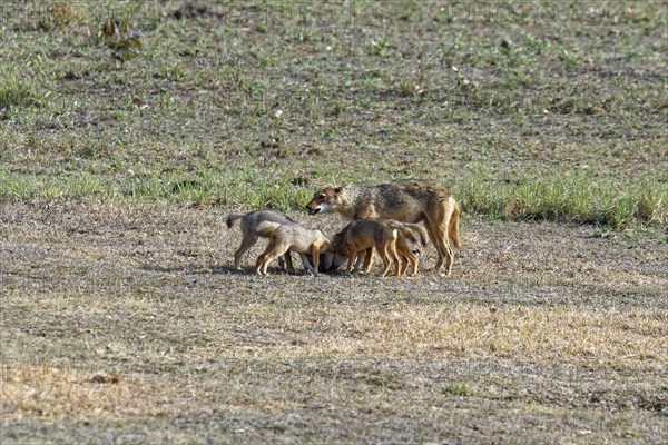 Indian jackal (Canis aureus)