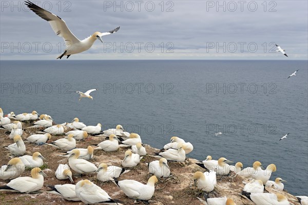 Northern gannet (Morus bassanus)