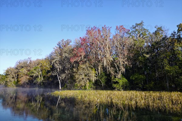 River landscape with reeds