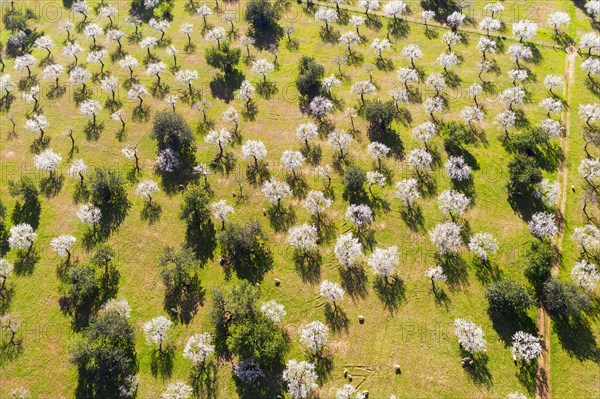 Almond blossom