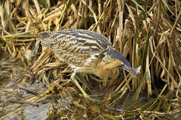 Eurasian bittern (Botaurus stellaris)