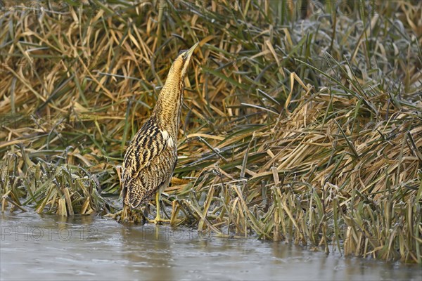 Eurasian bittern (Botaurus stellaris)