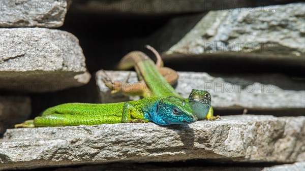 European green lizards (Lacerta viridis)