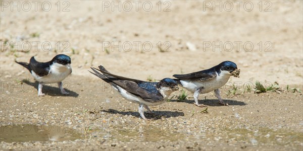 Common house martins (Delichon urbica) collecting material for nest-building