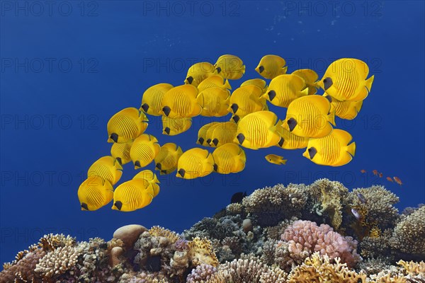 Swarm Bluecheek butterflyfishes (Chaetodon semilarvatus)