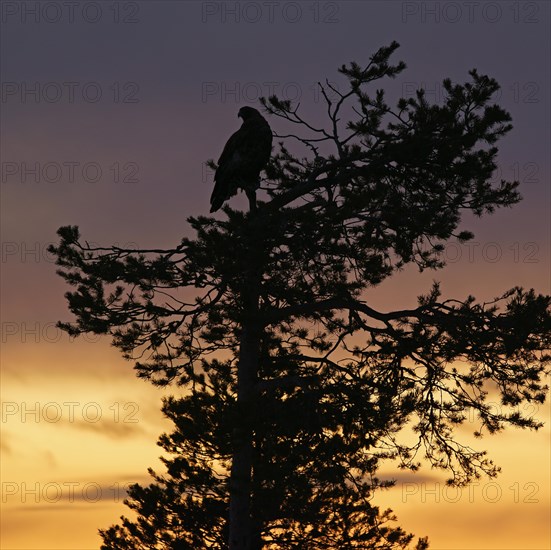 Golden eagle (Aquila chrysaetos)