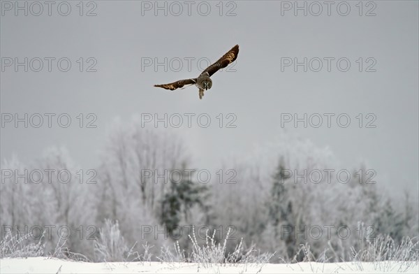 Great grey owl (Strix nebulosa)