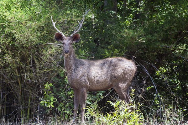 Sambar deer (Rusa unicolor)