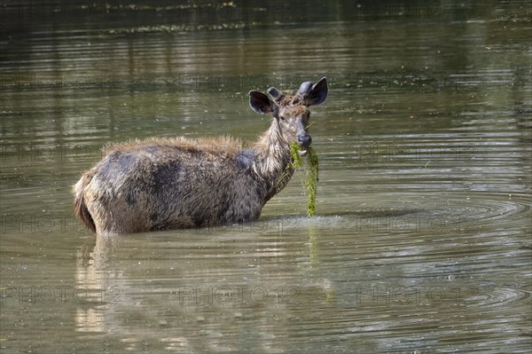 Sambar deer (Rusa unicolor)