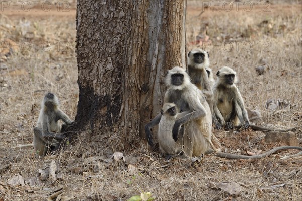 Northern plains gray langurs (Semnopithecus entellus)