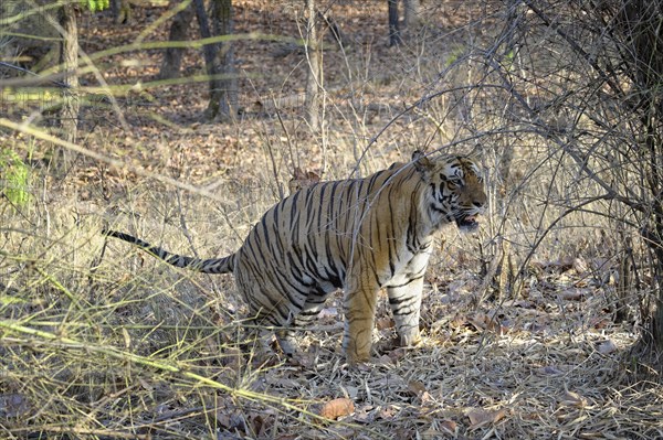 Bengal tiger (Panthera tigris tigris)