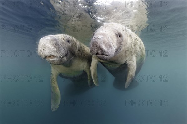 Pair West Indian manatees (Trichechus manatus)