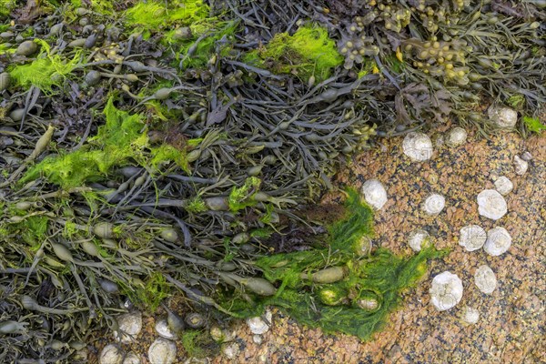 Shells and bladder wrack (Fucus vesiculosus) on granite rocks