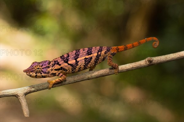 Rhinoceros chameleon (Furcifer rhinoceratus) in pregnancy dyeing