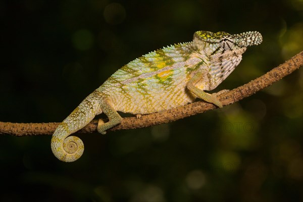 Rhinoceros chameleon (Furcifer rhinoceratus) in splendid coloration