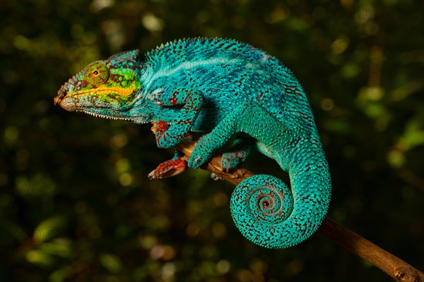 Panther chameleon (Furcifer pardalis)