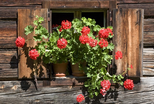 Flower window with geraniums