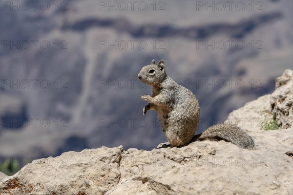 Arizona grey squirrel (Sciurus arizonensis)