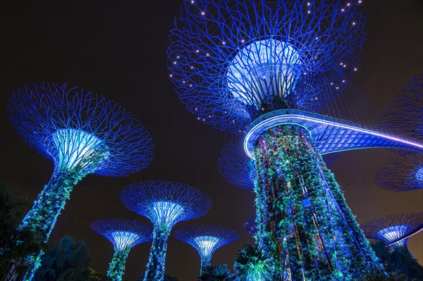 Supertrees at night