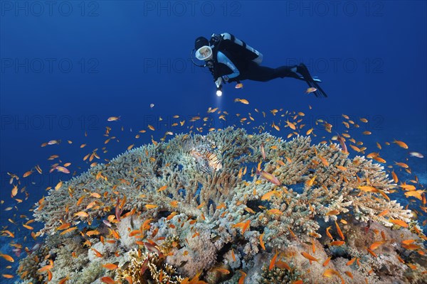 Diver with lamp observes Red Lionfish