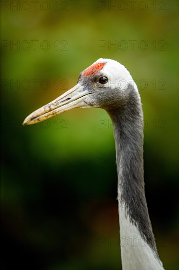 Red-crowned crane (Grus japonensis)