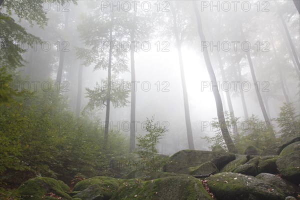 Sea of rocksin morning mist