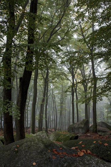 Sea of rocksin morning mist