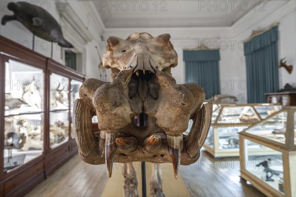 Big skeleton in Coimbra university science museum
