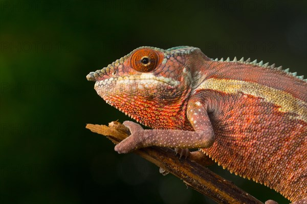 Panther chameleon (Furcifer pardalis)