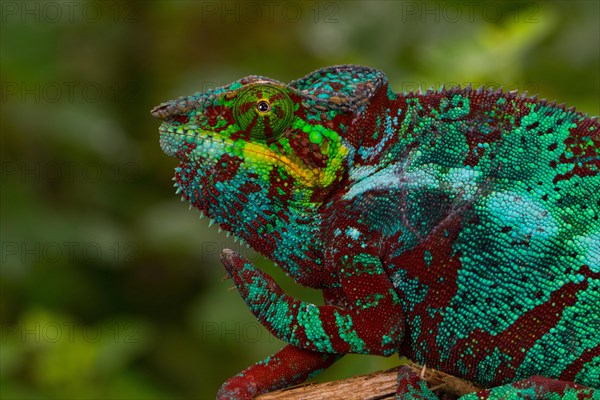 Panther chameleon (Furcifer pardalis)