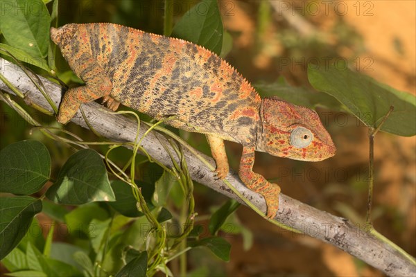 Madagascar Malagasy giant chameleon (Furcifer oustaleti)