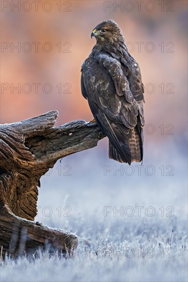 Steppe buzzard (Buteo buteo) on root in sunrise