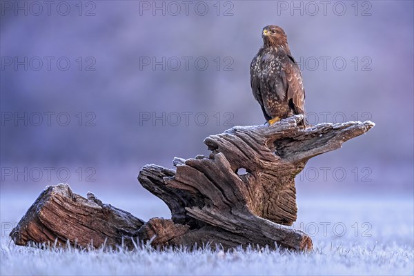 Steppe buzzard (Buteo buteo) on root in sunrise