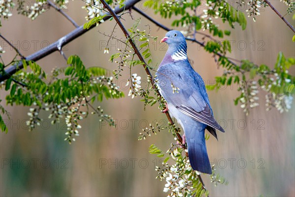 Common wood pigeon (Columba palumbus)