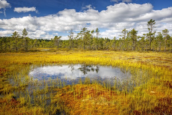 Moor landscape with lake and cloudy sky