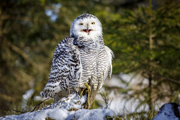 Snowy owl (Bubo scandiacus)