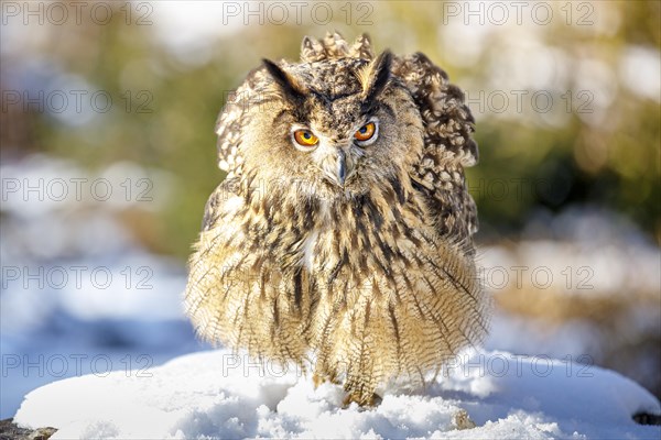 Eurasian eagle-owl (Bubo bubo)