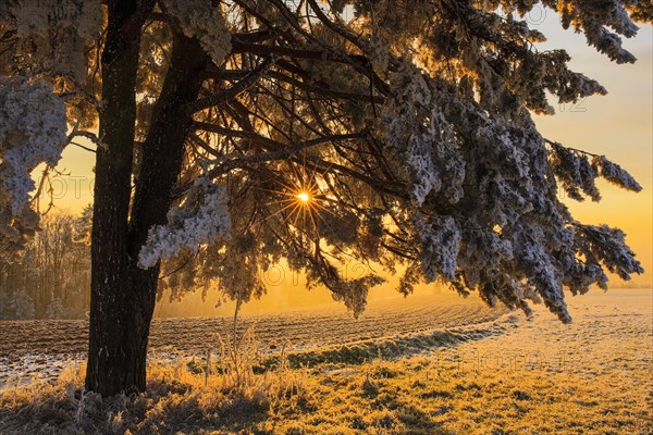 Spruce (Picea) with hoarfrost and sun star at sunrise