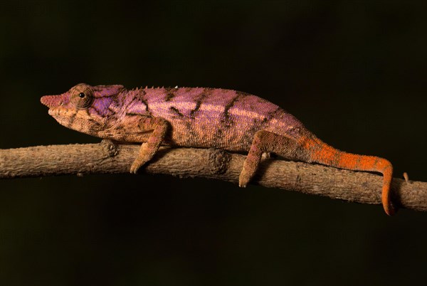 Rhinoceros chameleon (Furcifer rhinoceratus) in pregnancy dyeing