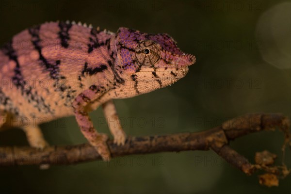 Rhinoceros chameleon (Furcifer rhinoceratus) in pregnancy dyeing