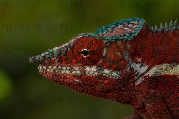 Panther chameleon (Furcifer pardalis)