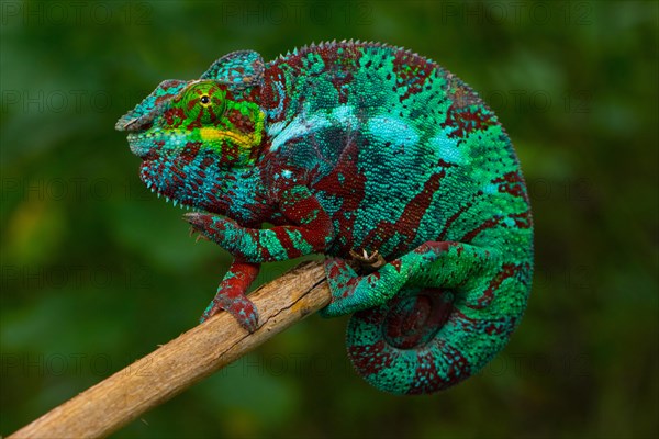 Panther chameleon (Furcifer pardalis)