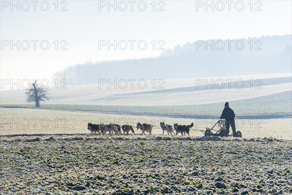 Dog sled team with training car during training