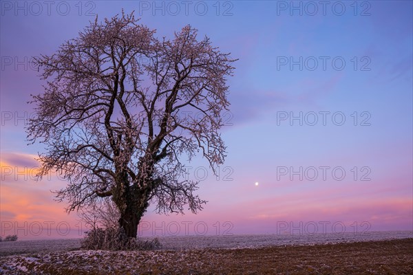 Old Cherry tree (Prunus) at sunset in winter