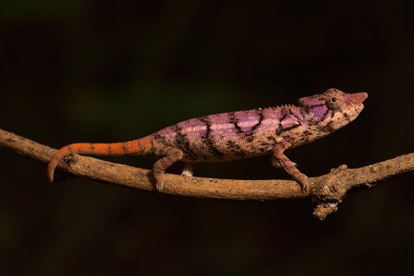 Rhinoceros chameleon (Furcifer rhinoceratus) in pregnancy dyeing