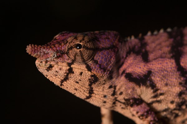 Rhinoceros chameleon (Furcifer rhinoceratus) in pregnancy dyeing