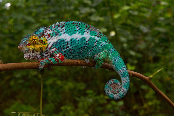 Panther chameleon (Furcifer pardalis)