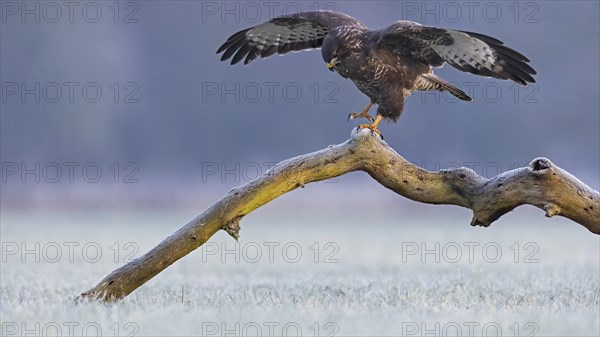 Steppe buzzard (Buteo buteo) on tree trunk at sunrise