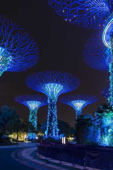 Supertrees at night